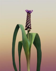 Flora Imaginaria