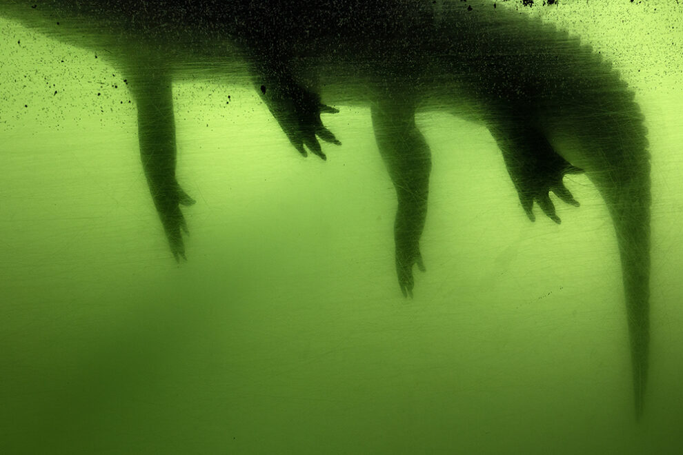Anastasia Samoylova: Adaptation