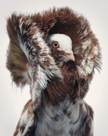 The High Life : Contemporary Photography and the Birds